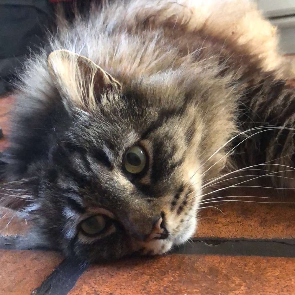 Meet your Posher, Christine